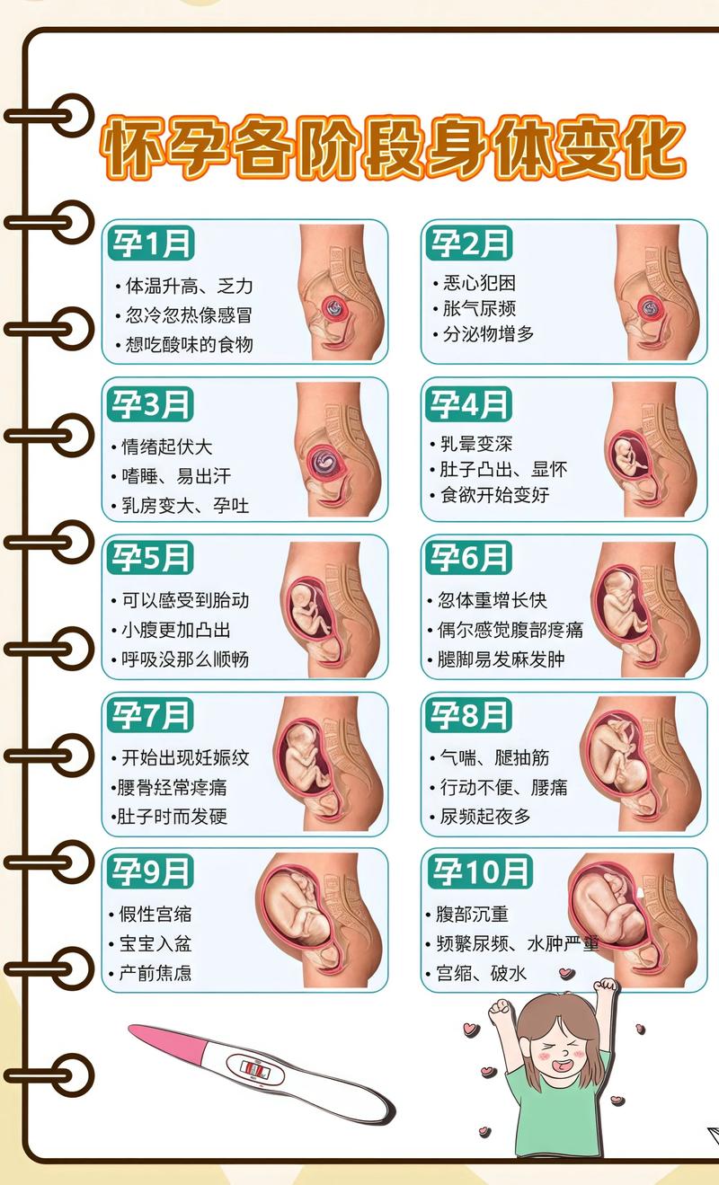 揭秘供卵代孕妈妈怀孕小腹分两节，孕期变化的奥秘邵阳代生机构: